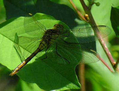 maccan-dragonfly-1.jpg