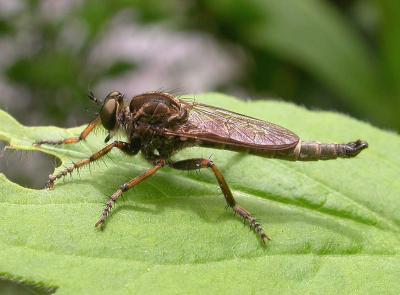 Asilidae:  Tolmerus spp.  -- Robber fly (Amherst Shore P.P.)