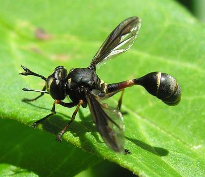 Conopidae sp. -- Thick-headed fly