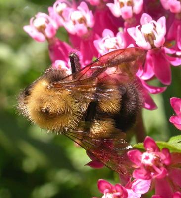 Bombus vagans (?) -- bumblebee on Swamp Milkeweed