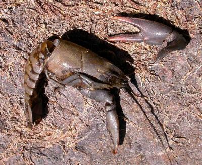 crayfish skin - Orconectes virilis