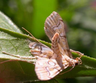 dead moth on Swmap Milkweed
