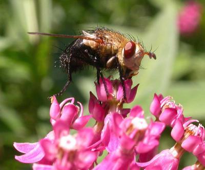Tachinid fly -- probably Archytas sp. - on swamp milkweed
