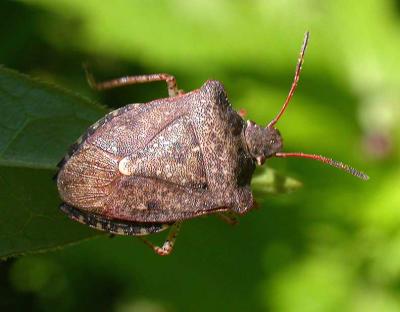 stink bug -- not yet ID'd