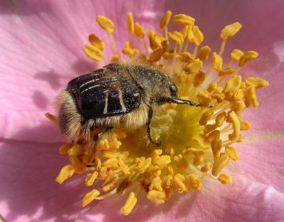 Trichiotinus assimilis Kirby --- Bee-like flower chafer beetle