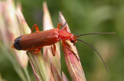 Rhagonycha fulva - from Truro area