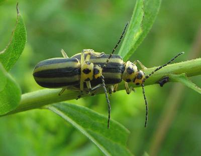 Goldenrod beetles -- Trirhabda  sp. (borealis?) - 1