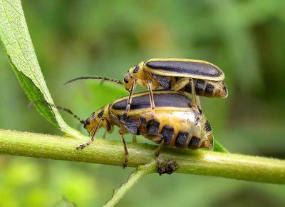 Goldenrod beetles -- Trirhabda  sp. (borealis?) - 2