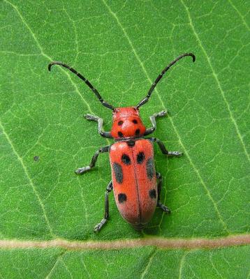 Eastern Milkweed Longhorn beetle -- Tetraopes tetraophthalmus