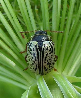 Dogwood Calligrapha beetle - Calligrapha (philadelphica?) - 1