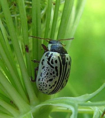 Dogwood Calligrapha beetle - Calligrapha (philadelphica?) - 2
