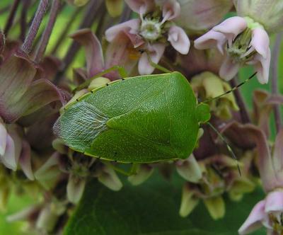 Green Stink bug  -- maybe Acrosternum hilare