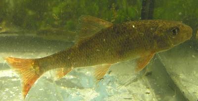 Greater Redhorse -- Moxostoma valenciennesi