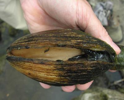 Lampsilis ventricosa (Pocket-book) mussel