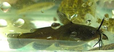 Brown Bullhead - Ictalurus nebulosus