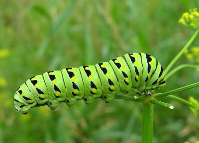 Black Swallowtail caterpillar-- Papilio polyxenes - side