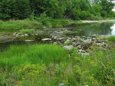 Rock weir at Greenbank Road -- Site # 1