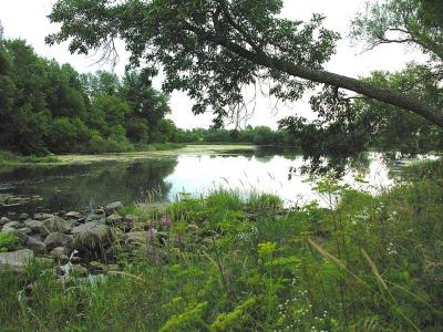 Downstream end of Greenbank Road - Site # 1