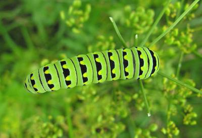 Black Swallowtail caterpillar-- Papilio polyxenes - top
