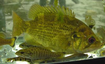 Rock Bass --- Ambloplites rupestris