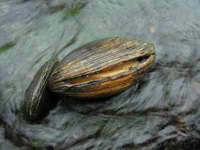 Lampsilis ventricosa (Pocket-book) instream