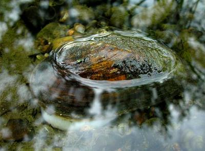 Eastern Elliptio mussel-- Elliptio complanata -- instream