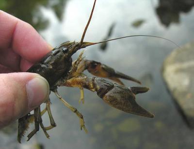 Orconectes rusticus crayfish - side view