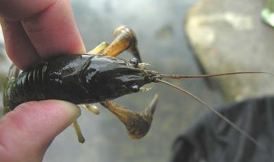 Orconectes rusticus crayfish -- top view