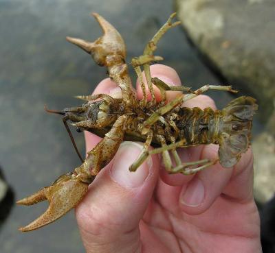 Orconectes rusticus crayfish -- underside