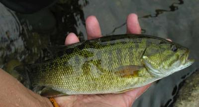 Smallmouth Bass -- Micropterus dolomieui