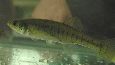 Banded Killifish -- Fundulus diaphanus