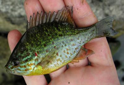 Pumpkinseed -- Lepomis gibbosus