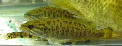 Smallmouth Bass -- Micropterus dolomieu