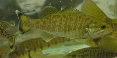 Smallmouth Bass -- Micropterus dolomieu