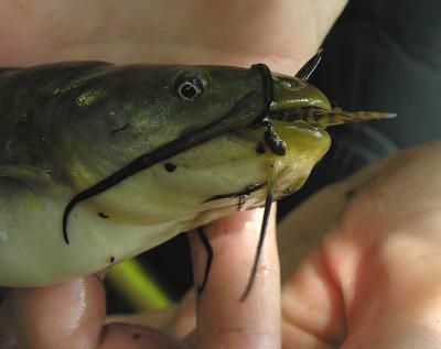 Brown Bulllhead (Ictalurus nebulosus) - eating a Logperch