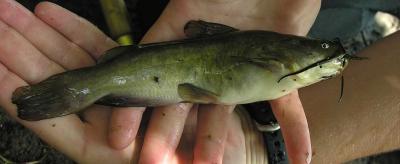 Brown Bullhead (Ictalurus nebulosus) at Site # 2 - Bow of the Jock Park