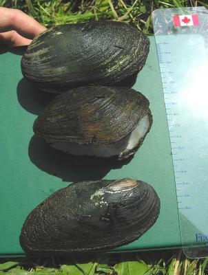Fat Mucket -- Lampsilis siliquoidea -- (top and center); Eastern Elliptio - Elliptio complanata (bottom)