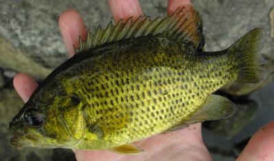 Rock Bass - Ambloplites rupestris
