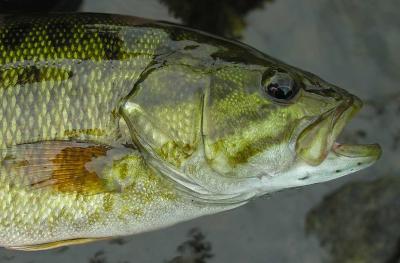 Smallmouth Bass -- Micropterus dolomieu - detail of head