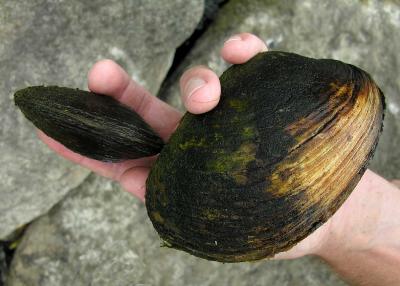 2 mussels -- Greenbank Road - site # 1