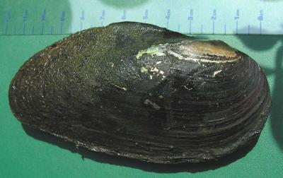 Eastern Elliptio -- Elliptio complanata -- (bottom in group photo) -- from site #2