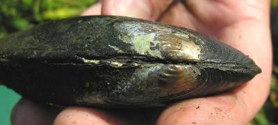 Eastern Elliptio -- Elliptio complanata -- (bottom in group photo) --from site #2