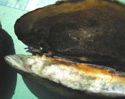 Fat Mucket -- Lampsilis siliquoidea -- (center in group photo) -- from Site # 2
