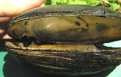 Fat Mucket -- Lampsilis siliquoidea -- (top in group photo) -- from Site # 2
