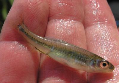 site # 2 - unknown - shiner with large scales