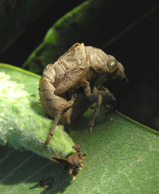 Dogday Harvestfly cicada - Tibicen canicularis -- exuviae