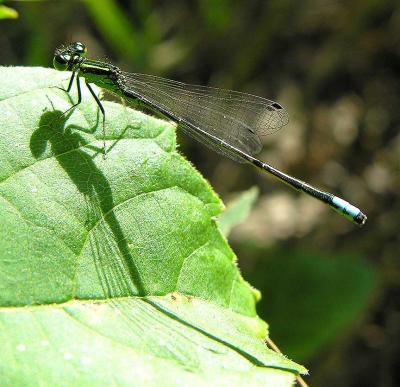 Eastern Forktail - Ischnura verticalis - male