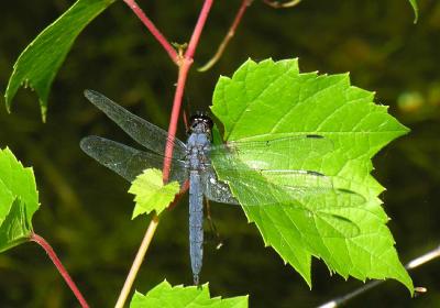 Slaty Skimmer -- Libellula incesta - male