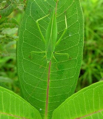 katydid on milkweed leaf -- not yet ID'd