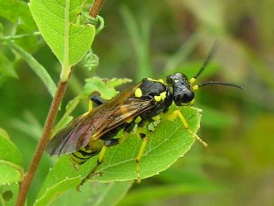 Tenthredo species of Sawfly